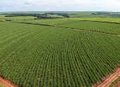 Vista aérea de drone de uma plantação de cana-de-açúcar em Pederneiras