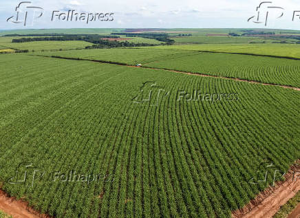 Vista aérea de drone de uma plantação de cana-de-açúcar em Pederneiras