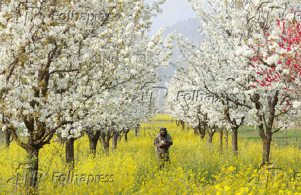 A Kashmiri man strolls through a mustard field in Kashmir's Pampore town