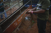 Corridas de toros en el interior de Panamá: cultura, música y valentía