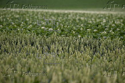 Cereal field in Belgium