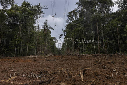Área desmatada para a obra do linhão Manaus - Boa Vista