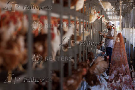FILE PHOTO: US government sues California over egg prices
