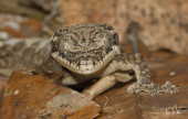 Lagartixa da Amazônia (Thecadactylus