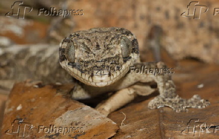 Lagartixa da Amazônia (Thecadactylus
