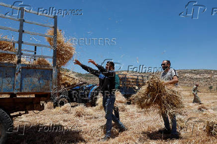 Palestinian men collect wheat, after an Israeli settlers attack in Al Mughayyir near Ramallah