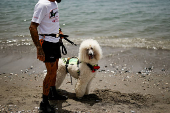 Nilo, a Standard Poodle dog, uncommonly trained to save lives at Las Lindes beach as the latest member added to a dog rescue team, in Torrox