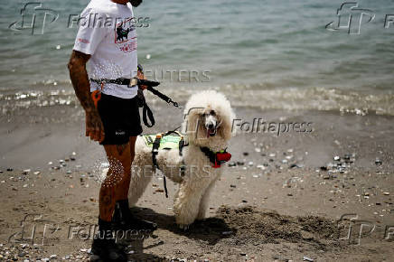 Nilo, a Standard Poodle dog, uncommonly trained to save lives at Las Lindes beach as the latest member added to a dog rescue team, in Torrox