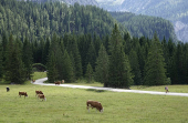 Cattle graze on an alpine pasture near Ehrwald