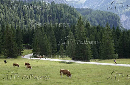 Cattle graze on an alpine pasture near Ehrwald
