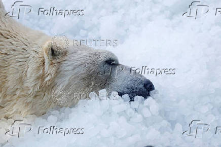 Prague zoo keeps animals cool with ice cubes