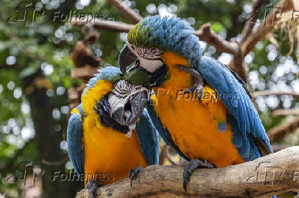 Araras-canindé no Parque das Aves, em Foz do Iguaçu (PR)