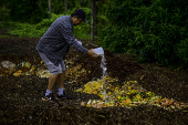 Galinhas se alimentam de restos em leira de compostagem em SJC