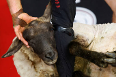 European sheep shearing & wool handling championships in Mountbellew