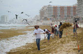 Sargassum seaweed season in Cancun