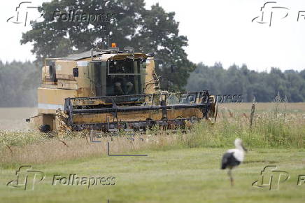 Wheat harvest in Latvia