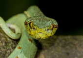 Cobra papagaio (Bothriopsis