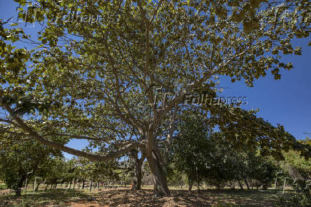 Pau de Bálsamo, no Jardim Botânico de Brasília