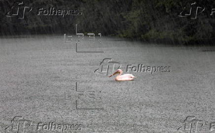 Monsoon rain in Delhi Zoo