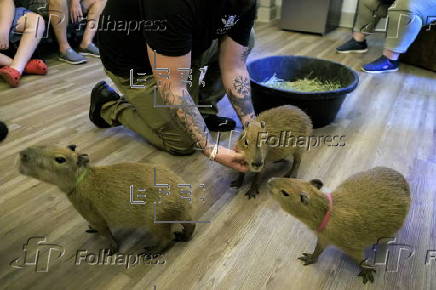 Florida animal cafe offers capybara encounters