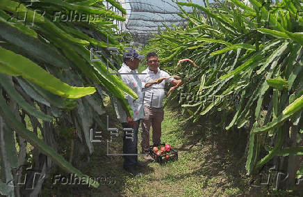 Productores del sur de México apuestan por cultivo de la pitahaya para arraigar a juventud