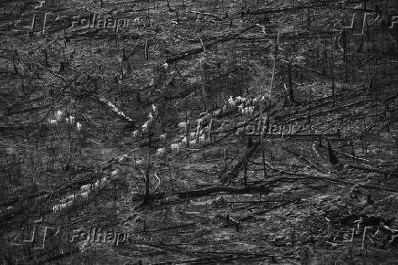 Gado atravessa área recém-queimada dentro da Floresta Nacional de Altamira