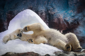Ursa polar Nur, que nasceu no aquário de São Paulo