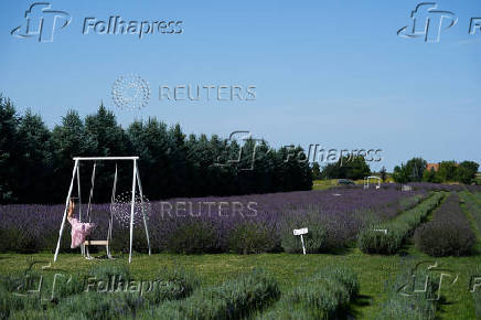 A general view shows a lavender field in the summer season, in Nowy Pozog