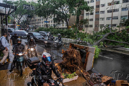 Chuva forte derruba árvore na avenida 9 de Julho