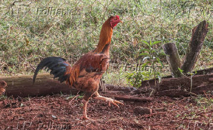 Suspensão de compra de frango pela China