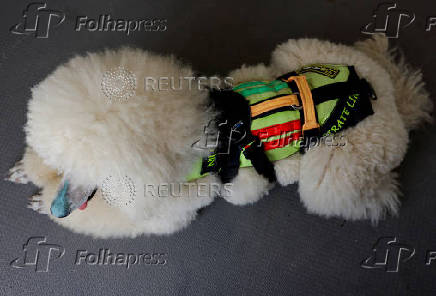 A standard poodle dog, uncommonly trained to save lives at Las Lindes beach as the latest member added to a dog rescue team, in Torrox