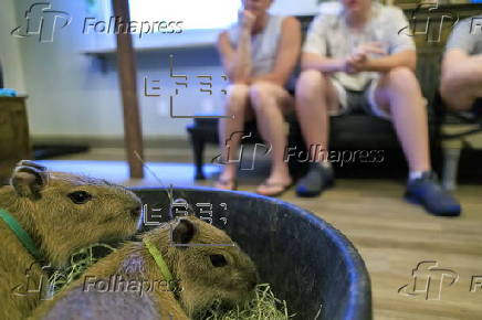 Florida animal cafe offers capybara encounters
