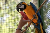Animals at Skopje zoo receive frozen fruit amid heatwave