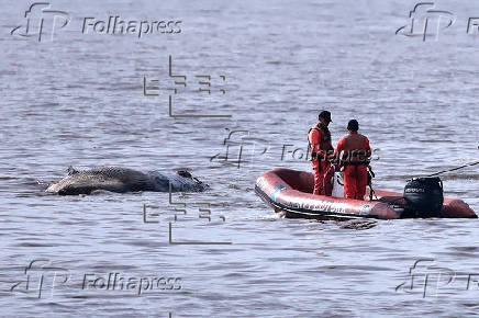 Prefectura Naval de Argentina retira ballena encallada