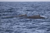 Avistamiento de ballenas en Río de Janeiro