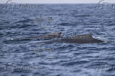Avistamiento de ballenas en Río de Janeiro