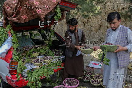 Mulberry seasonal fruit sales