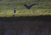 South Africa?s Blue Crane Battling Extinction Amidst Changing Landscapes