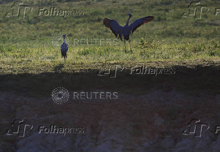 South Africa?s Blue Crane Battling Extinction Amidst Changing Landscapes