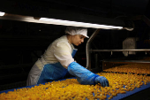 Trump tariffs worry Greek peach producers