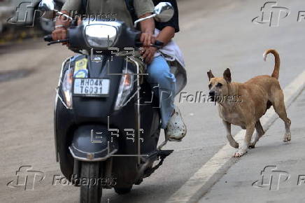 Supreme Court orders to move all stray dogs from Delhi-NCR to animal shelters