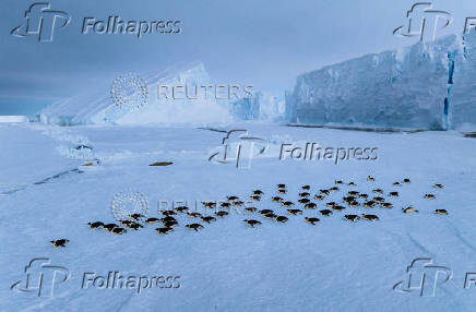 Emperor penguins travel along the sea ice on their bellies, on the Ekstrom Ice Shelf