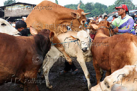 A trader holds his cows at a cattle market, ahead of the Muslim festival of sacrifice, Eid al-Adha, in Bogor