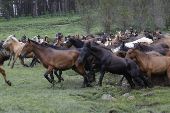 Rapa das Bestas de la sierra de A Capelada