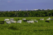 Vista de gado de corte na Vargem Grande