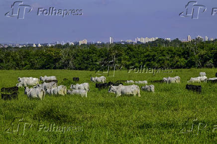 Vista de gado de corte na Vargem Grande