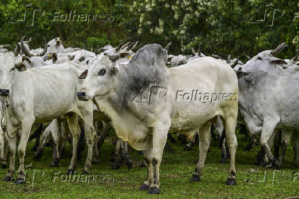Gado de corte é manejado em pasto em São José dos Campos