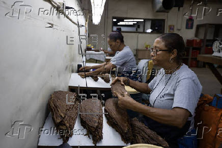 El tabaco dominicano vive su mejor momento con cifras récord de exportaciones