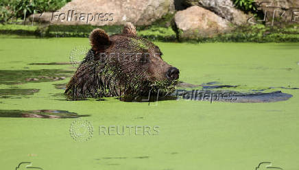 A bear cools down in a pond during the ongoing heatwave at the zoo
