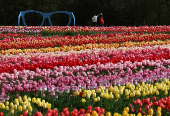One and a half million tulips planted for Tulleys Tulip Fest at Tulleys Farm, Turners Hill
